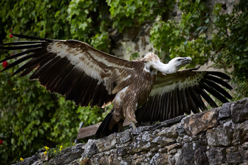 sitting big vulture wings plumage