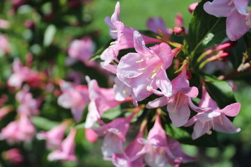 Obraz premium flower in the garden