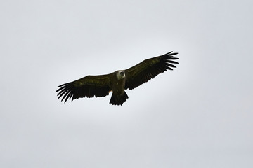 flying hunting bird eagle speed