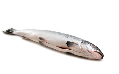 whole salmon isolated