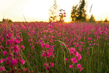 Obraz premium field of flowers