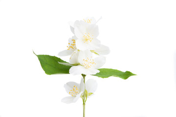 Obraz premium beautiful jasmine flower isolated