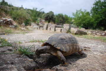Athens, Greece / May 2019: A turtle at the archaeological site of the Ancient Agora of Athens.