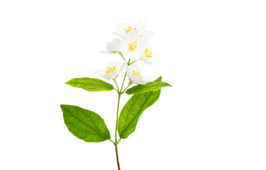 Naklejka na ściany i meble beautiful jasmine flower isolated