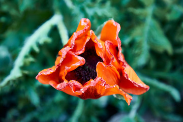 orange flower blooming macro poppy