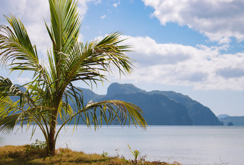 Growing palm tree on island background. Tropical nature. Philippines landscape. Sunny day on tropical island. Vacation and travel concept. Growth of coconut tree.