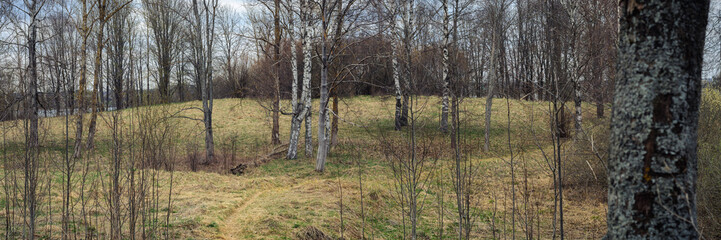 panoramic view of the coastal spring sparse forest with bare trees