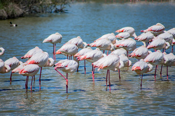 Flamants roses