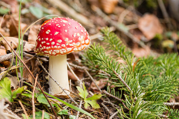 Amanita muscaria mushroom close up, nature background