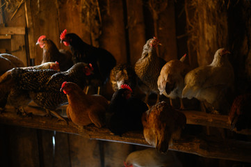 chicken coop. farm. The hen is hatching the egg in the coop hatching the egg © kalinichenkod