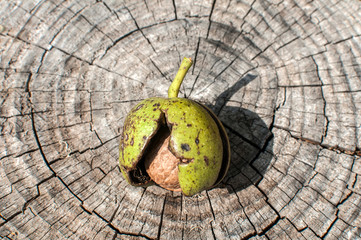 Walnut shell inside its green husk closeup on cut wooden trunk background