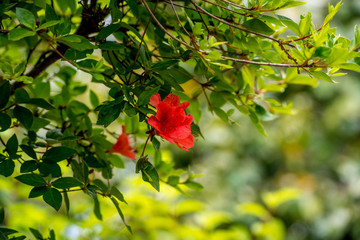 農業公園の花