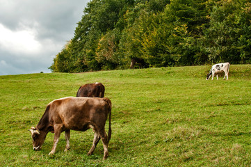 Cows grazing on green mountain meadow