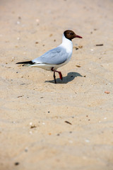 Lachmöwe