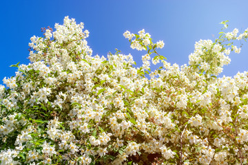 White Chubushnik bloom in spring