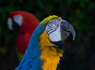 Macaws