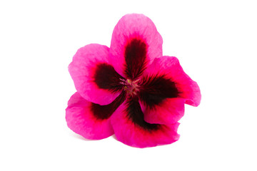 beautiful flower pelargonium isolated