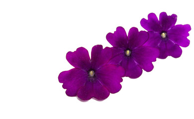 Obraz premium lilac verbena isolated