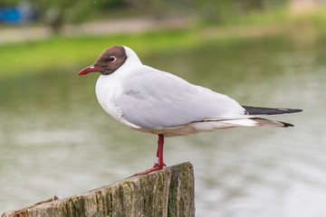 Black-headed gull - Scientific name: Chroicocephalus ridibundus