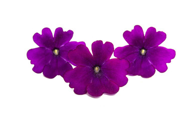 lilac verbena isolated