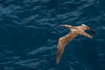 The albatross soaring above an ocean