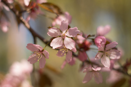 cherry blossoms in the garden © Mariia