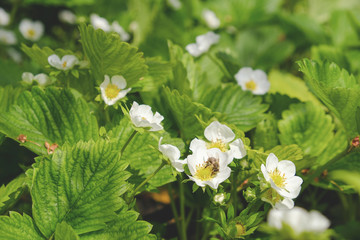 Blooming strawberries in the spring on the field. Fresh green leaves and strawberry flowers.