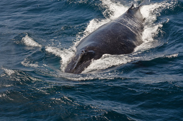 Whales