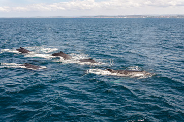 Naklejka premium Whales