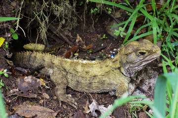New Zealand Native Tuatara reptile portrait Zealandia Wellington