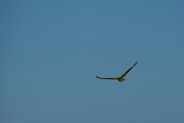 Brown falcon and blue sky