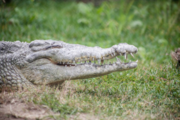 crocodile with mouth open