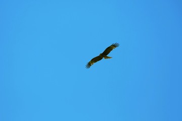 Brown falcon and blue sky