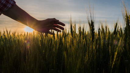 Farmer's hand stroking wheat spikelets in the rays of the setting sun