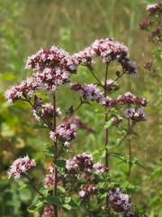 Flowering oregano (Origanum vulgare)