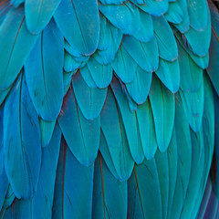 Ara ararauna. Detalle de plumas