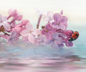 ladybug sitting on a beautiful lilac flower. Reflection in water. Beautiful background - 271505260
