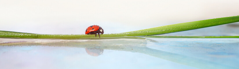 ladybug sitting on a blade of grass in the dew. Panorama. Wallpaper - 271505402