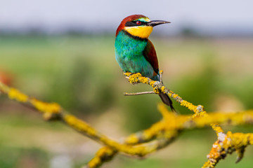 beautiful colorful bird sitting on bright branches covered with moss