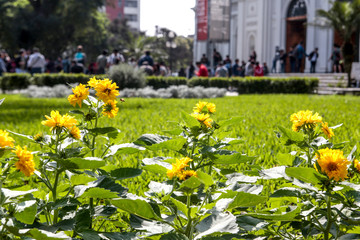 Flores en el Museo de Arte de Lima