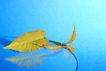 Złociste liście, młoda gałązka na szklanej półce i niebieskim tle.
