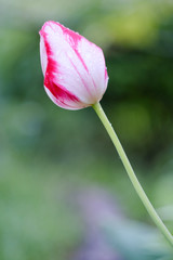 tulip bloomed in spring after rain