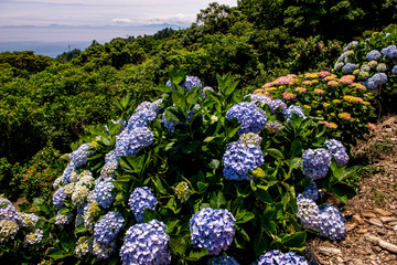 豊予海峡の紫陽花