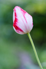 tulip bloomed in spring after rain
