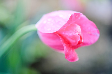 tulip bloomed in spring after rain