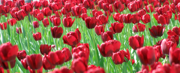   many red tulips blooming in the meadow         
