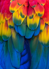 Fototapeta premium Guacamayo escarlata. Ara macao