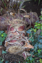Cut trunk of palm in garden