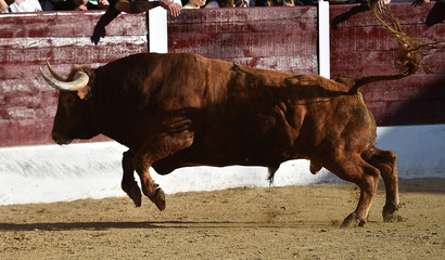 toro español