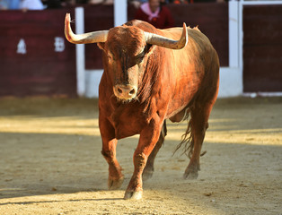 toro español